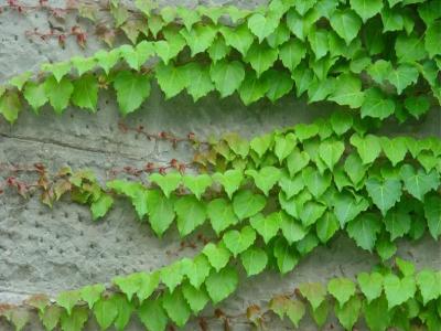 五葉地錦和爬山虎區別