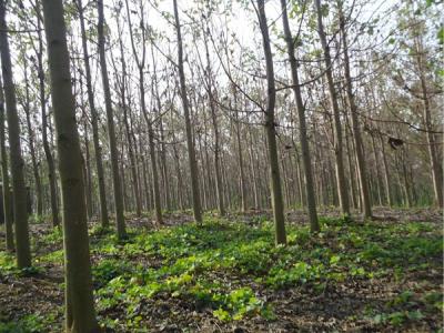 泡桐價值體現在哪些方面？