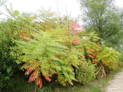 臭椿可以吃嗎？