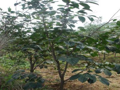 柿子樹為什么不建議在院子里種?