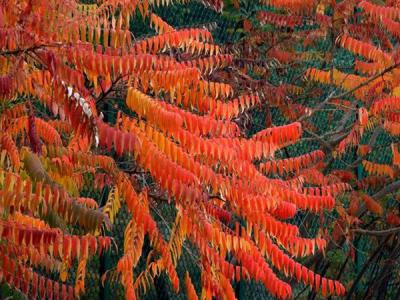 火炬樹有毒么？