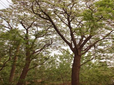 楸樹有什么園林價(jià)值,有什么作用