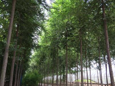 榆樹常見的品種包括哪些？