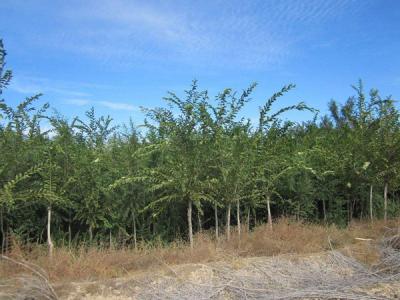  長枝榆常見的病蟲害是什么，怎么處理