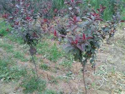 紫葉矮櫻什么時候嫁接,嫁接的砧木如何選擇