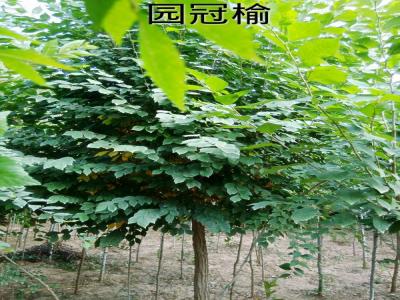 市面上3公分圓冠榆小苗的市場價格是多少?