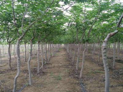 長枝榆有著什么樣的生長特點，如何合理養護呢