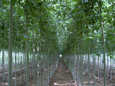 毛白楊可以長多高,在哪些地區比較常見?