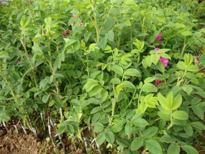 四季玫瑰有什么特點，怎么栽培呢