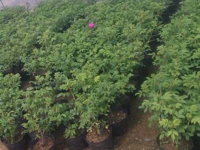 四季玫瑰去哪買，價格是多少