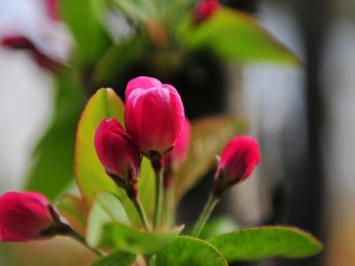 西府海棠的修剪目的以及修剪方式