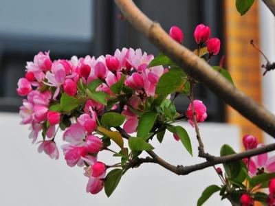 如何區別西府海棠和垂絲海棠