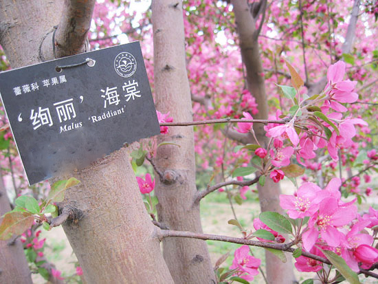 絢麗海棠 絢麗海棠