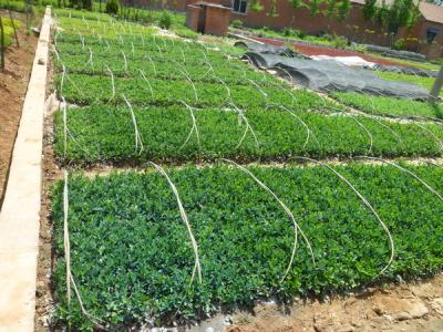 大葉黃楊的園林和經濟價值如何具體體現