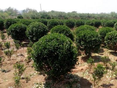 大葉黃楊小苗應(yīng)該去哪里購買比較好 ?