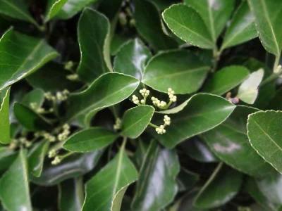 大葉黃楊有幾種,如何分類 ?