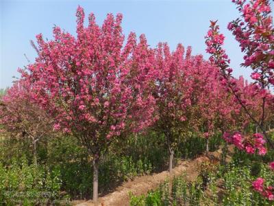 絢麗海棠修剪時間和修剪的目的是什么?