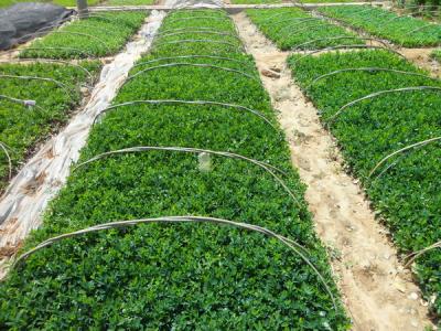 大葉黃楊常見的繁殖方式包括什么,注意些什么 ?