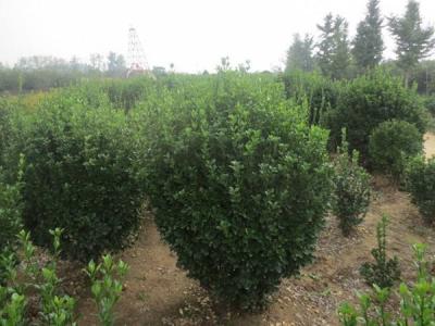 大葉黃楊的風(fēng)水寓意是什么 ?