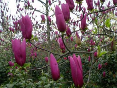 兩公分紅玉蘭小苗的市場價格是多少?