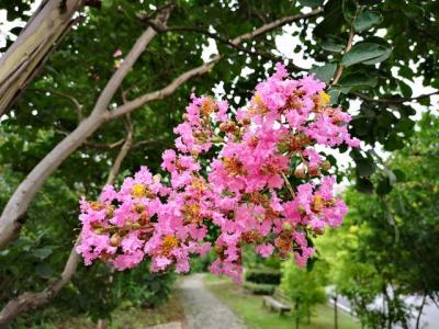 常見的紫薇全身都是寶,這些藥用價(jià)值你知道嗎 ?