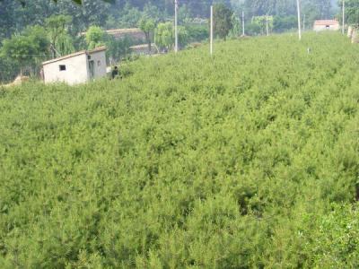 白皮松在生長期間應該如何管理 ?