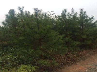 白皮松的種子播種應該知道些什么 ?