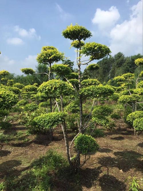 1620029832149292.jpg 483f6a1effa69ecf.jpg