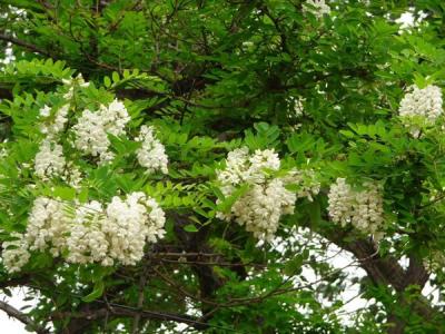 刺槐適合在哪些地方種植？