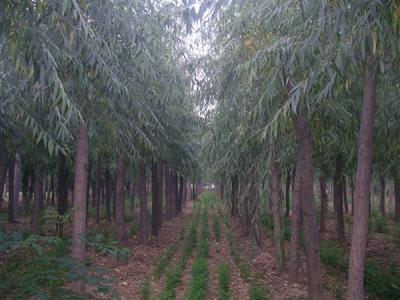 速生柳的用途都有哪些？