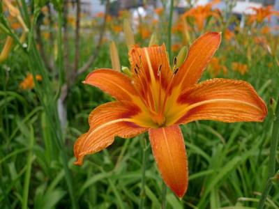 大花萱草耐寒嗎,能在戶外過冬嗎？