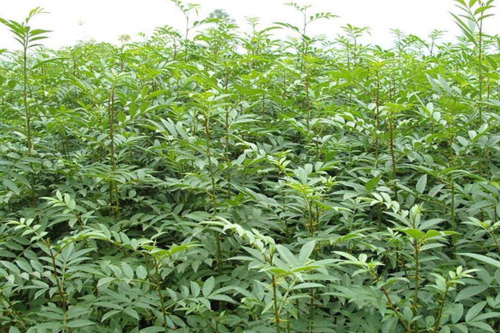 刺槐種子 刺槐種子