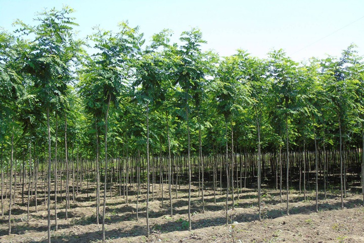 刺槐種子 刺槐種子