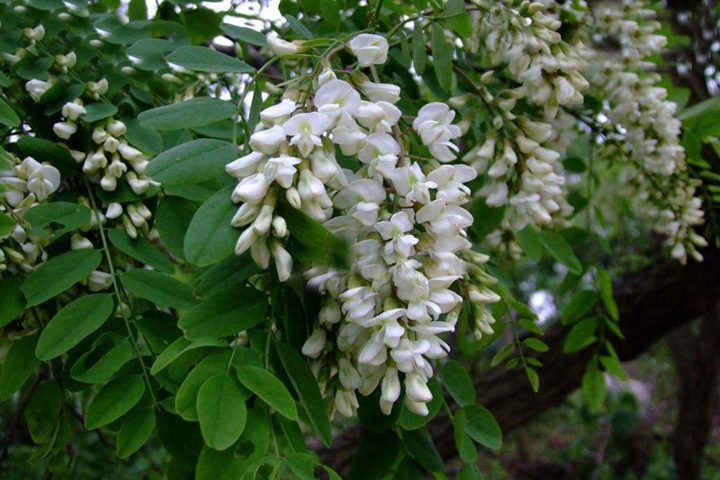 刺槐種子 刺槐種子