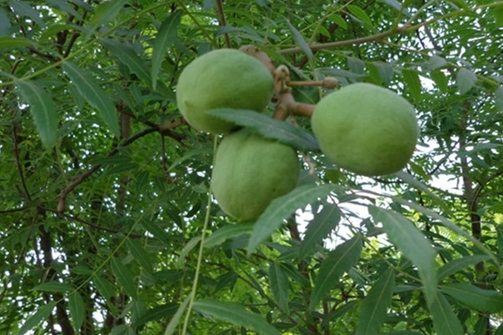 文冠果種子價格及種植方法 文冠果種子價格及種植方法