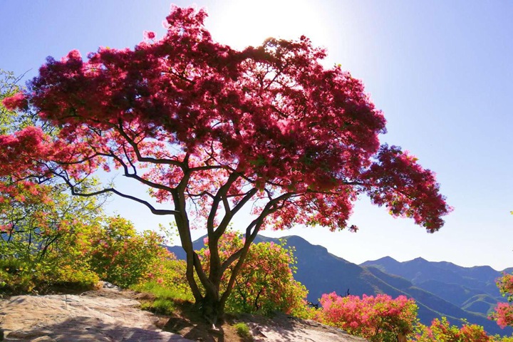 黃櫨種子圖片_價格_育苗方法 黃櫨種子圖片_價格_育苗方法