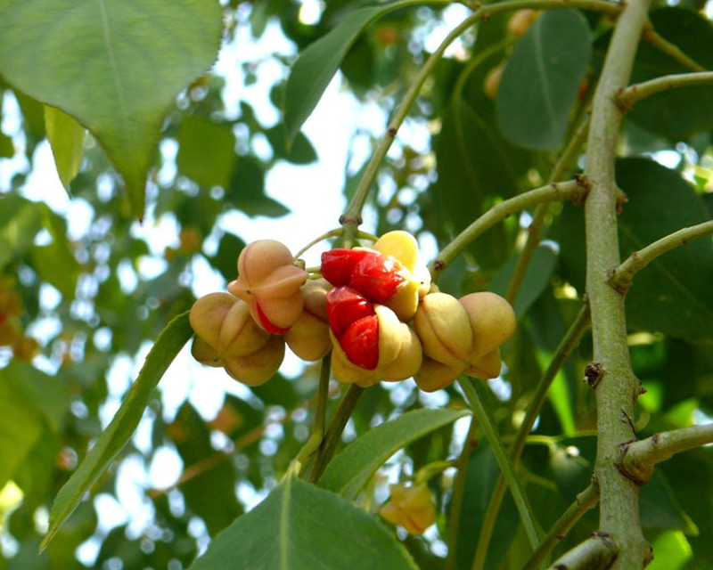 1634352071598136.jpg 10-121215111P7.jpg