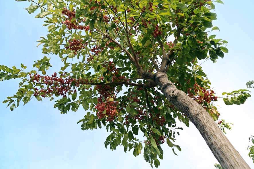 1634352984889241.jpeg 1634352984889241.jpeg