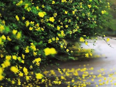 迎春花和連翹花有什么區(qū)別?