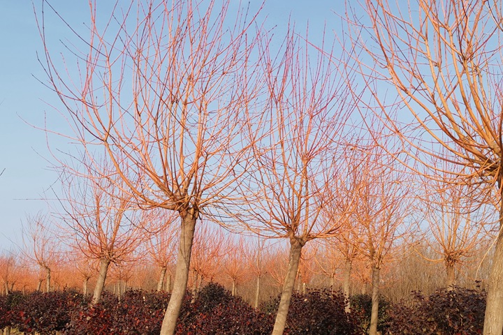 霞光<a href=http://www.chaoxiangren.cn/lvhuamiaomu/70.html target=_blank class=infotextkey>絲棉木</a> 霞光絲棉木