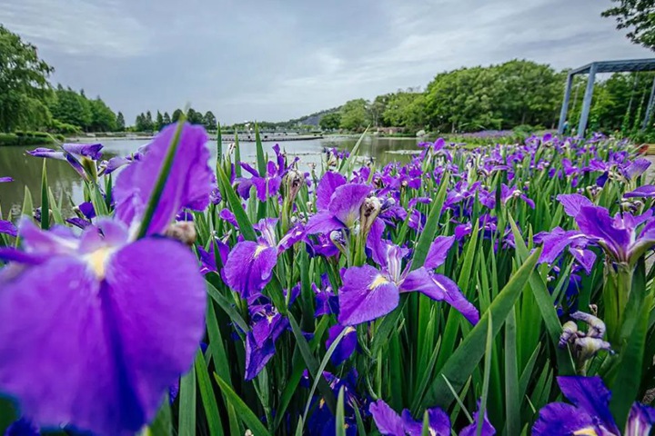 德國鳶尾圖片_花語_價(jià)格 德國鳶尾圖片_花語_價(jià)格