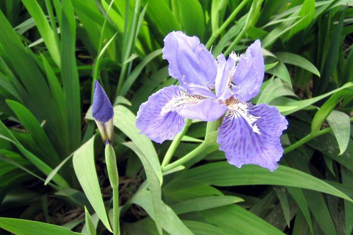 德國鳶尾圖片_花語_價(jià)格 德國鳶尾圖片_花語_價(jià)格