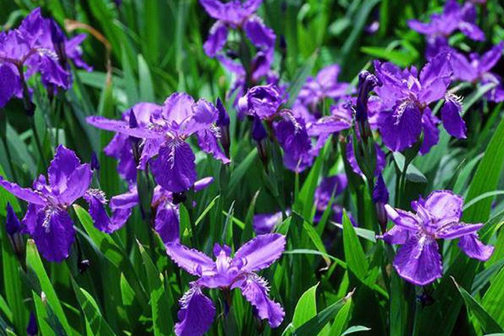 德國鳶尾圖片_花語_價(jià)格 德國鳶尾圖片_花語_價(jià)格