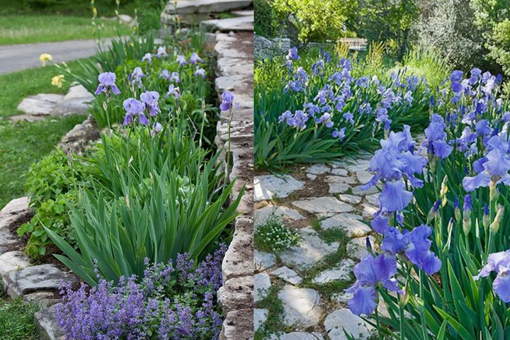 德國鳶尾圖片_花語_價(jià)格 德國鳶尾圖片_花語_價(jià)格