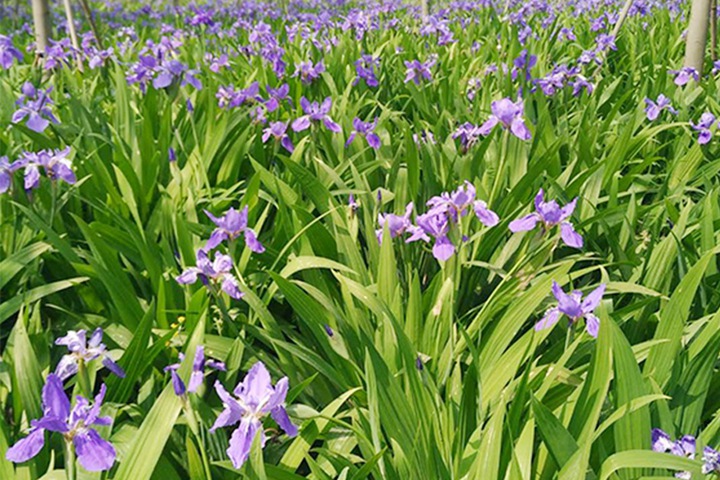 德國鳶尾圖片_花語_價(jià)格 德國鳶尾圖片_花語_價(jià)格