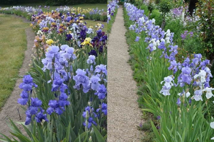 德國鳶尾圖片_花語_價(jià)格 德國鳶尾圖片_花語_價(jià)格