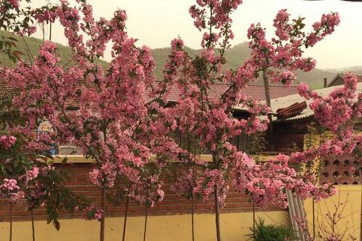 高原之火海棠樹 高原之火海棠樹