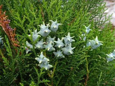 側(cè)柏的屬性及功效,有什么藥用價(jià)值