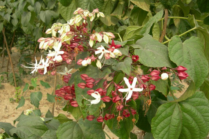 海州常山 海州常山