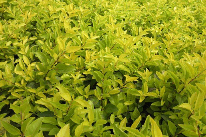 金鐘連翹 金鐘連翹